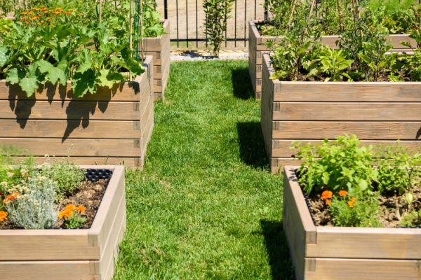 Raised wooden Garden beds in a backyard
