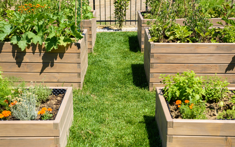 Raised wooden Garden beds in a backyard